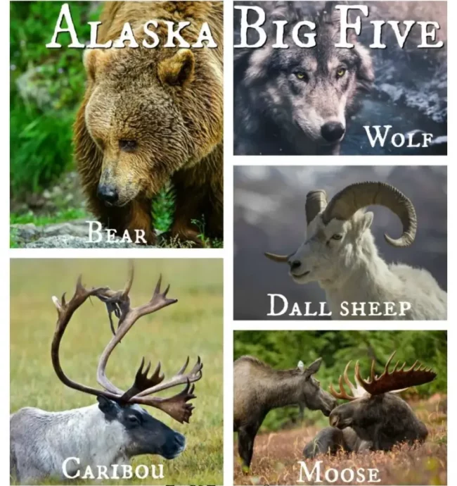 Alaska-Big-Five-Animals-1.jpg Alaska-Big-Five-Animals-1.jpg